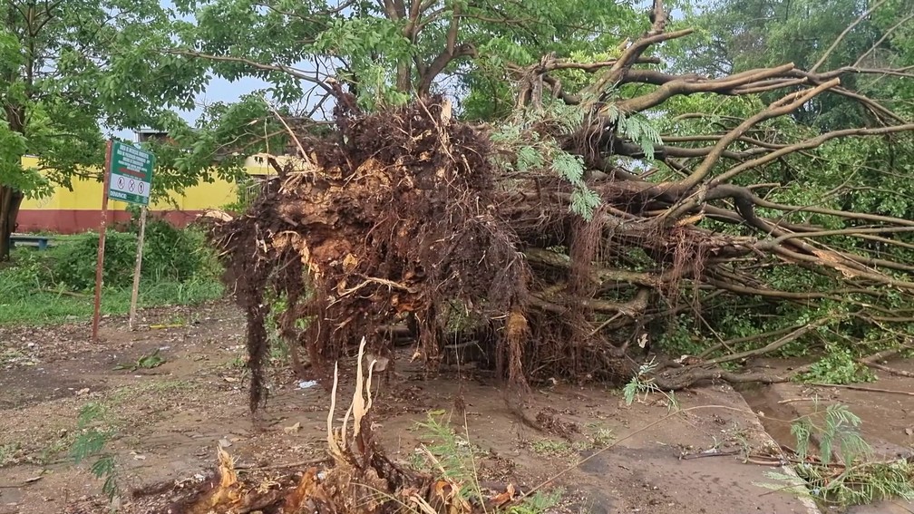 Árvore foi derrubada na avenida Pinheiro Machado — Foto: Rede Amazônica/Reprodução