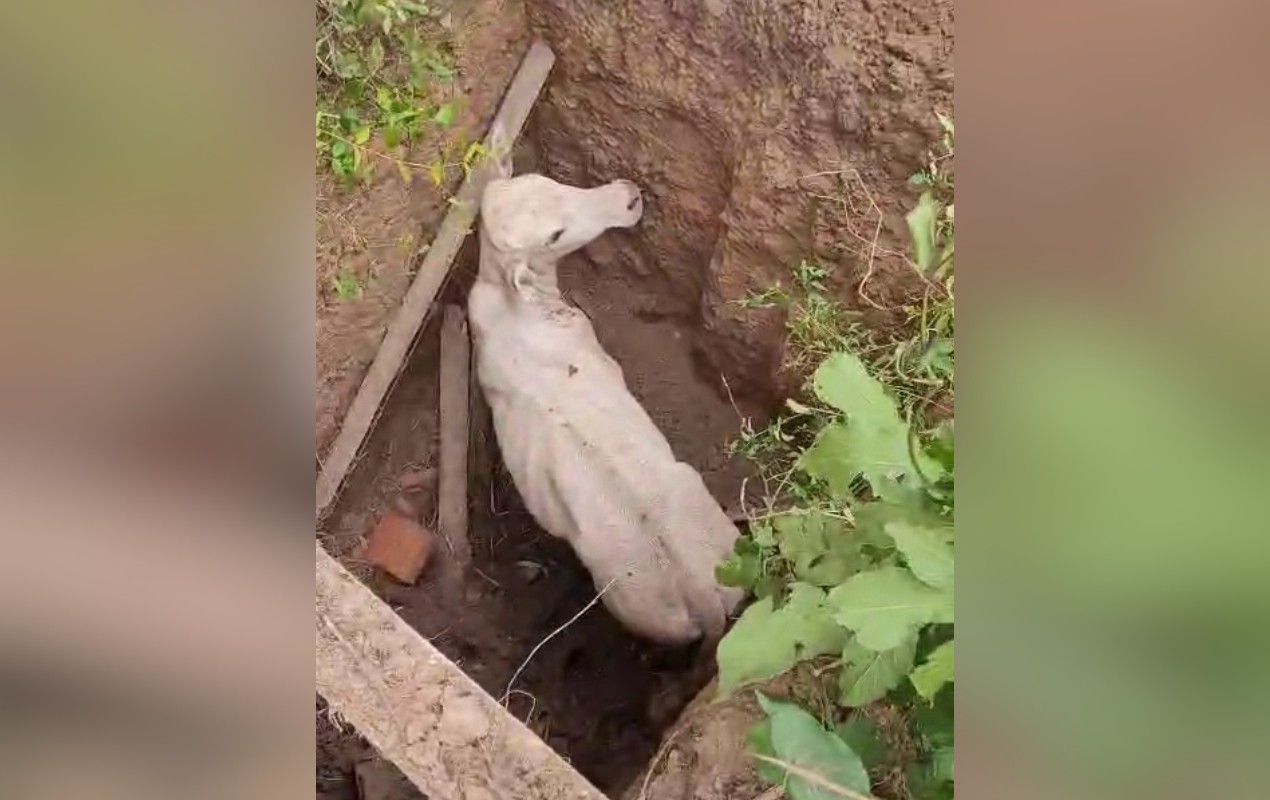 Boi é resgatado por Defesa Civil e Corpo de Bombeiros após cair dentro de poço no interior de SP; VÍDEO