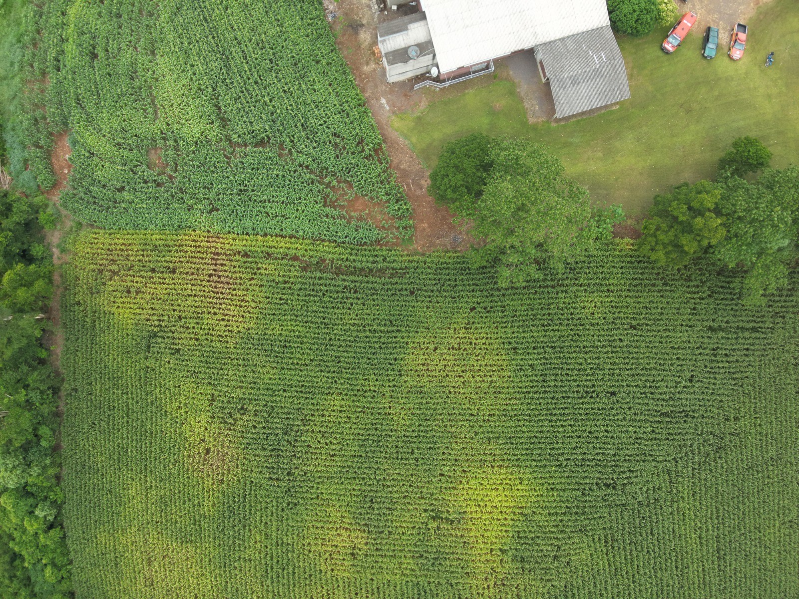 Idoso é encontrado em milharal com ajuda de drone térmico 16 horas após desaparecer em SC; entenda