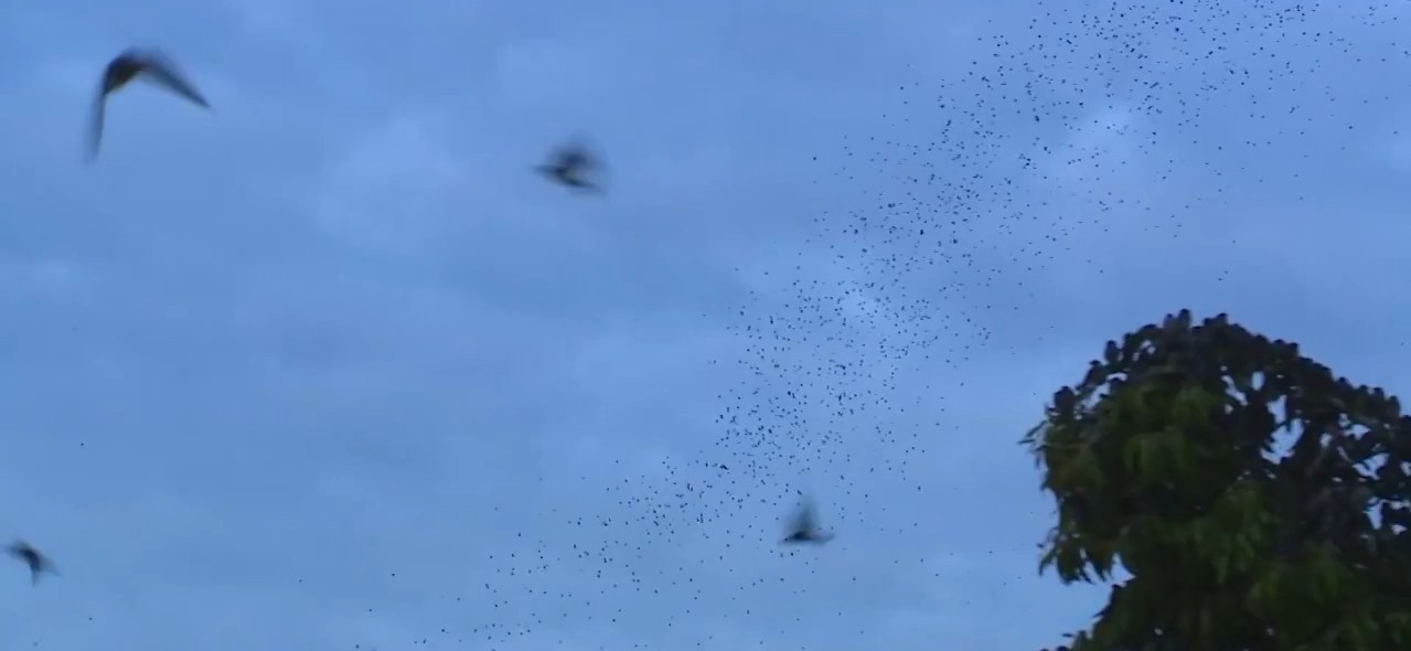 Revoada de andorinhas causa espetáculo no céu de cidade de SC na rota de migração das aves; VÍDEO