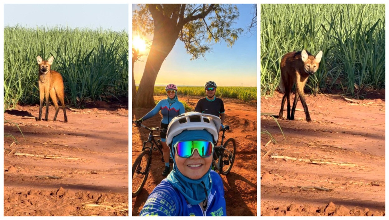 VÍDEO: lobo-guará surpreende ciclistas em área rural no interior de SP: 'Deu um medinho'