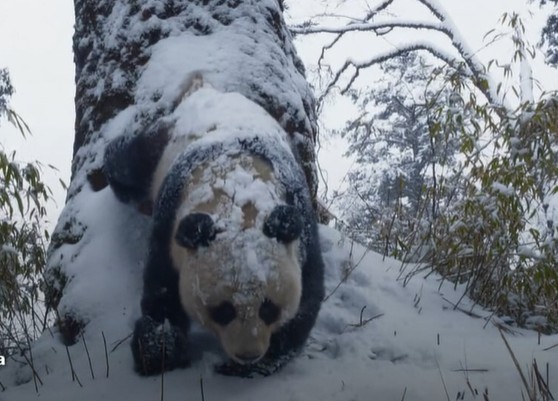 Planeta Gelado: animais que vivem nas cordilheiras nevadas sofrem impacto do aquecimento global
