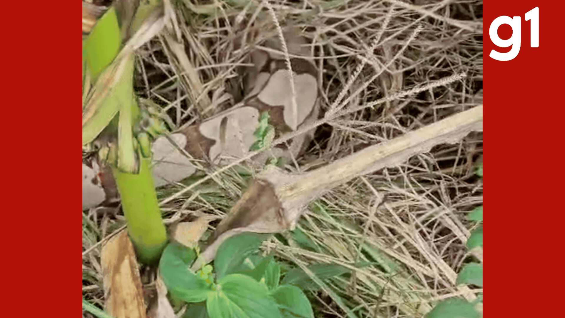 Jiboia é capturada após atacar pedestres às margens da MT-449
