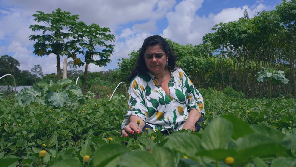 Química transforma planta afrodisíaca da Amazônia em negócio