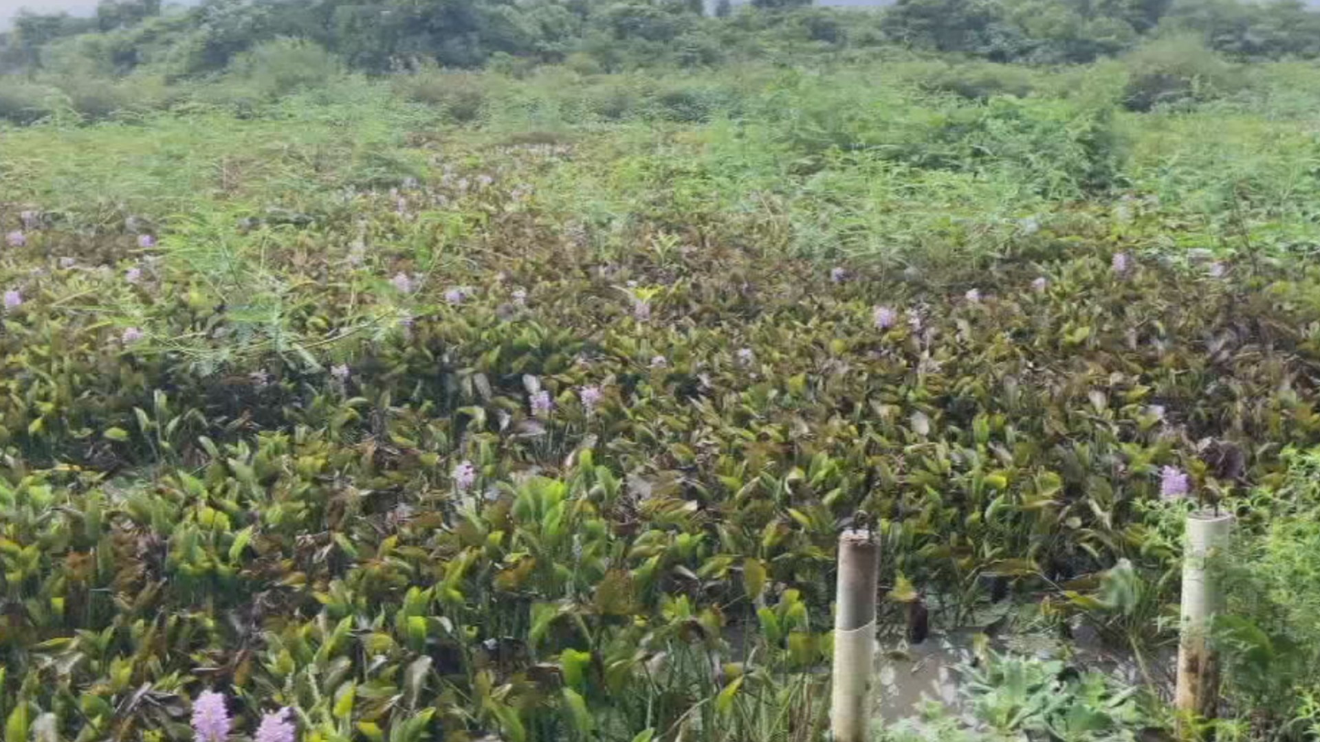 Pescador precisa percorrer até 120 km para trabalhar após rio ficar tomado por aguapés no interior de SP