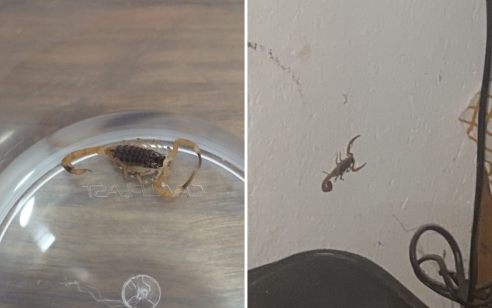 Escorpião-amarelo, uma das espécies mais perigosas do mundo, é encontrado em Goiânia, Goiás — Foto: Arquivo pessoal/Márcia Fernanda Santos