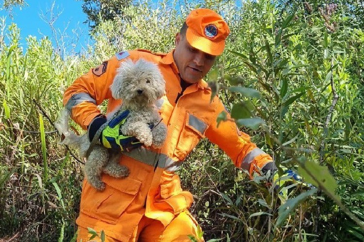 VÍDEO: Cãozinho é resgatado pelos bombeiros após se perder e ficar horas com coleira presa em bambuzal
