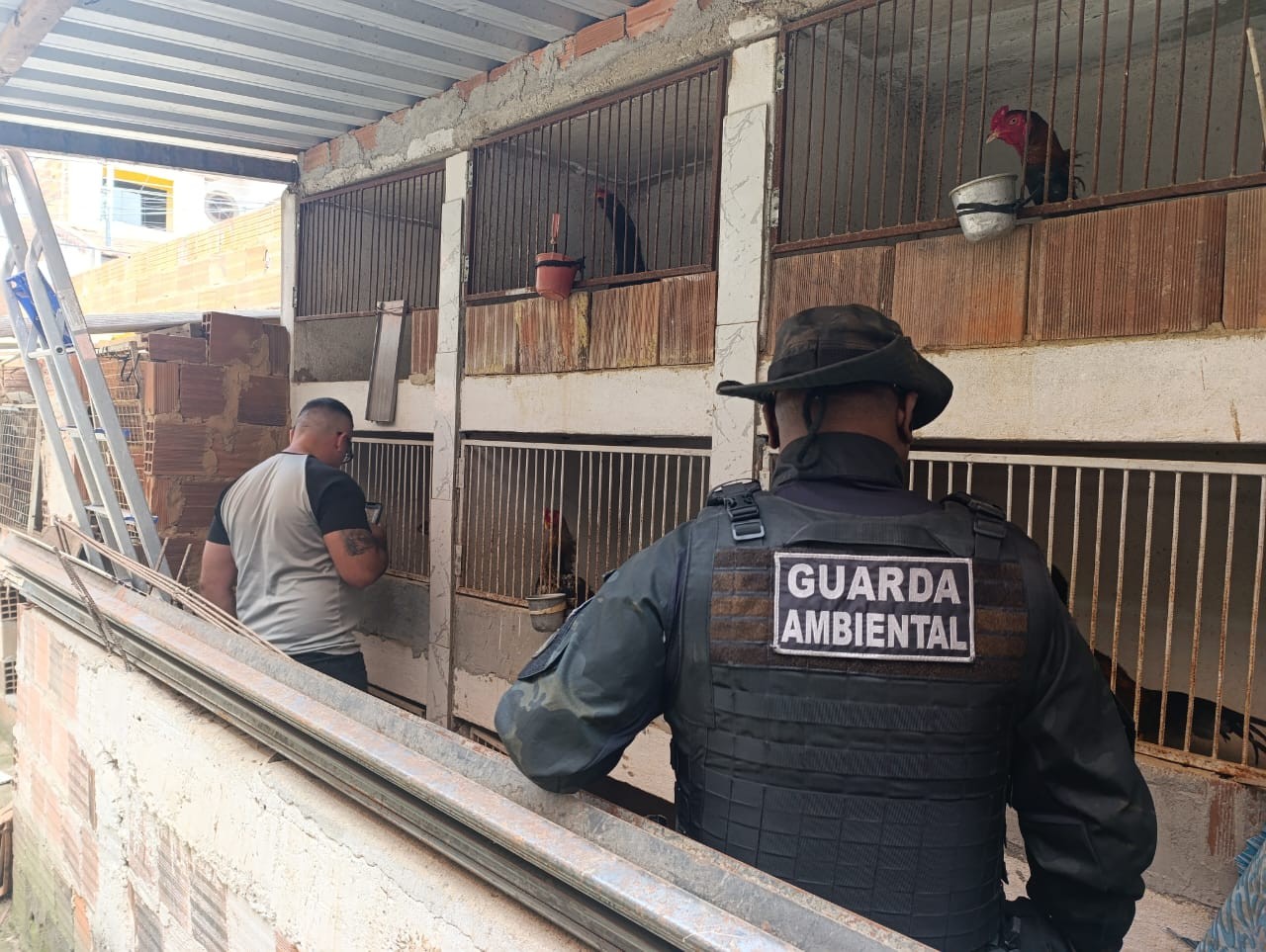 Cerca de 60 galos são resgatados de criadouro ilegal em Barra Mansa