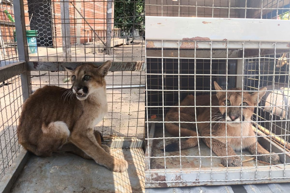 Vídeo: onça-parda é resgatada com ferimentos em chácara de MT