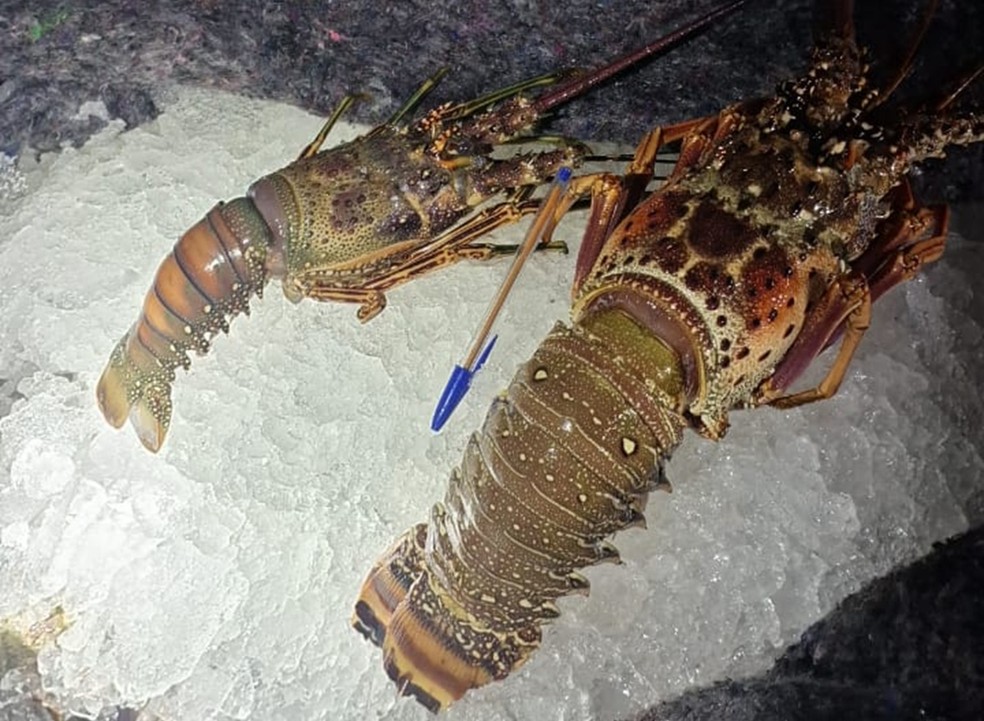 Carga de lagosta apreendida tinha cerca de 400 kg e foi avaliada em R$ 40 mil — Foto: PRF/Divulgação