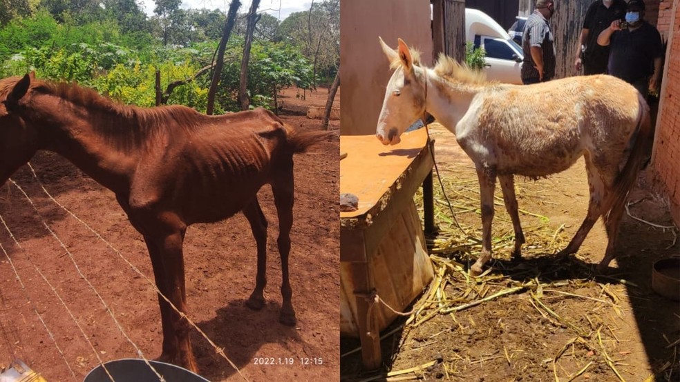 Cavalo com patas quebradas e marcas de maus-tratos é resgatado no norte da  Bahia: 'Sede de viver gigante', diz veterinária, Bahia