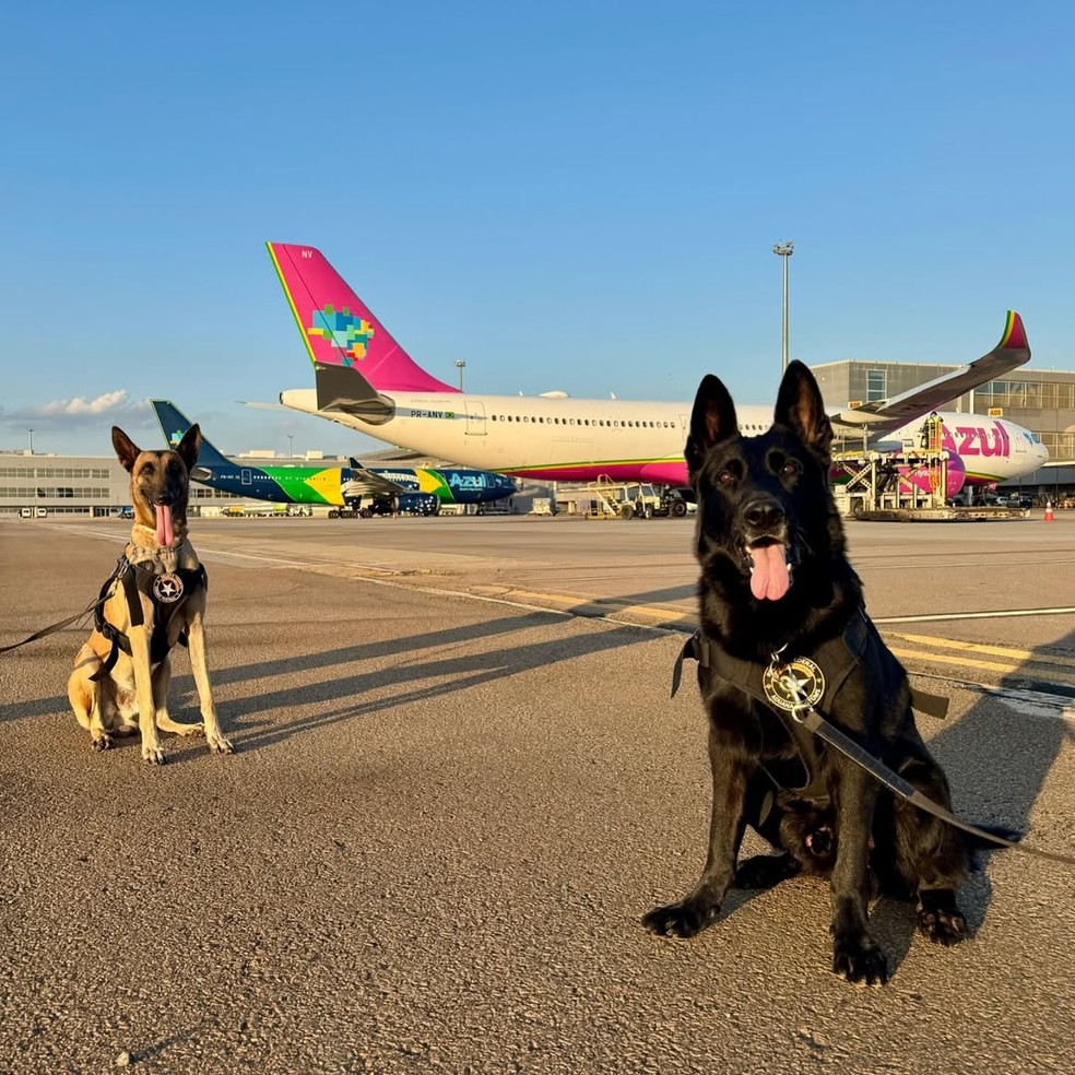 Ruffos e Dark, cães farejadores da Receita Federal no Aeroporto de Viracopos — Foto: Reprodução/Instagram