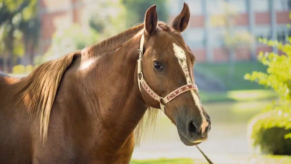 Cavalo Caramelo agora está hospedado no Hospital Veterinário da Universidade Luterana do Brasil (Ulbra), em Canoas — Foto: Bruna Linck/Ascom Ulbra