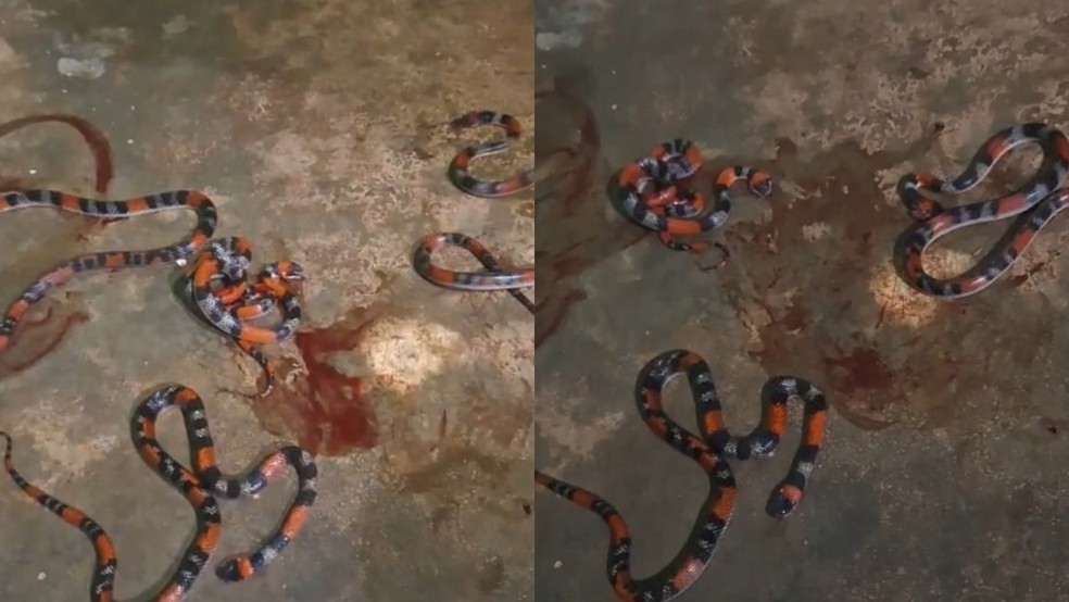 Família encontra quatro cobras falsas-corais dentro de casa no Ceará. — Foto: Reprodução