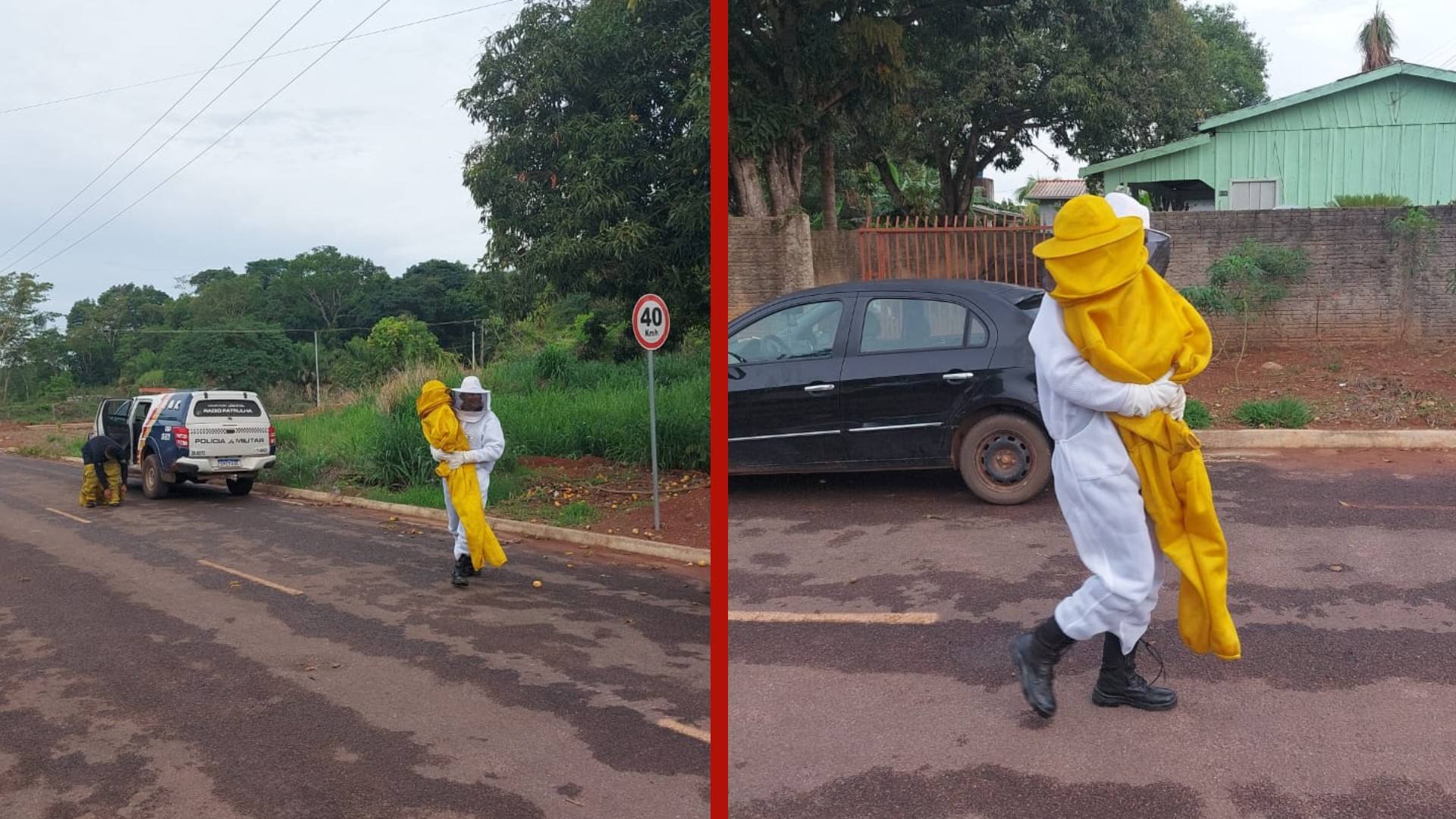 Mulheres, idosos e crianças são atacados com mais de 230 ferroadas de abelhas em MT