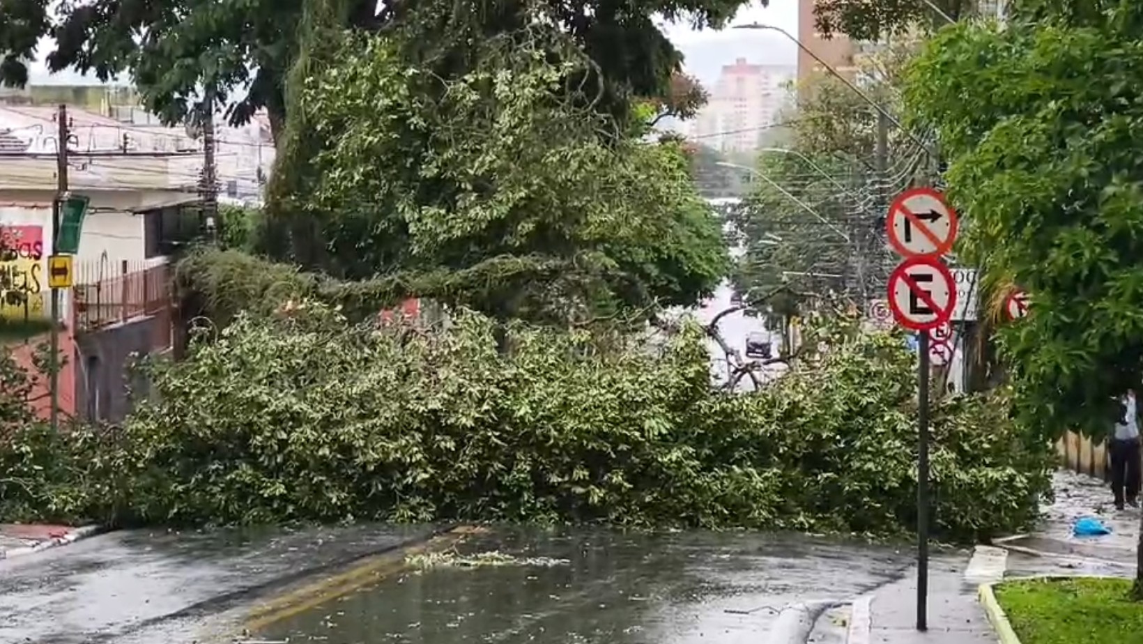 Chuva com ventania de 125 km / h provoca queda de 28 árvores em São José