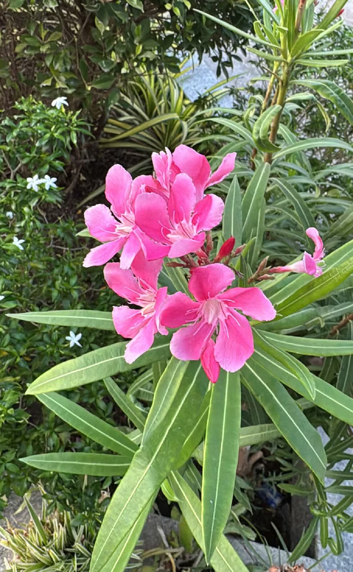 Espirradeira: Prefeitura proíbe plantio de planta tóxica em Juiz de Fora; conheça os perigos