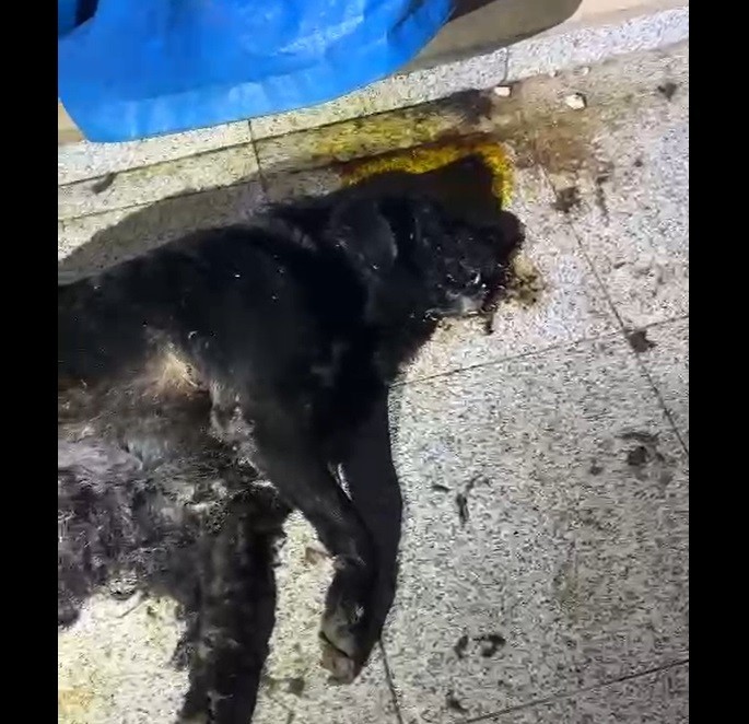 Mulher é presa por maus-tratos contra animais após cão labrador ser encontrado morto em imóvel de Limeira