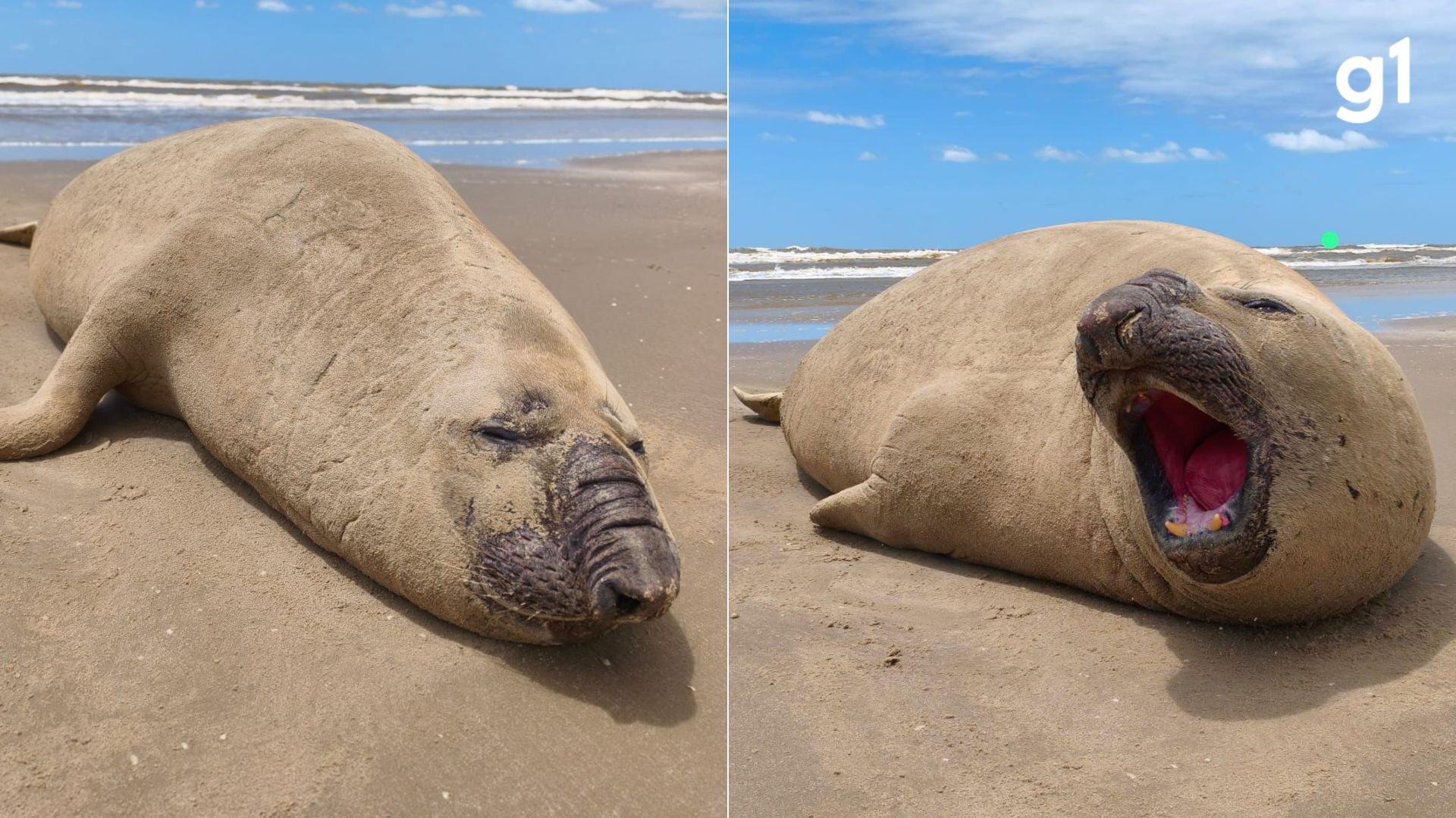 Tá com sono? Elefante-marinho é flagrado relaxando e bocejando em praia do RS; VÍDEO