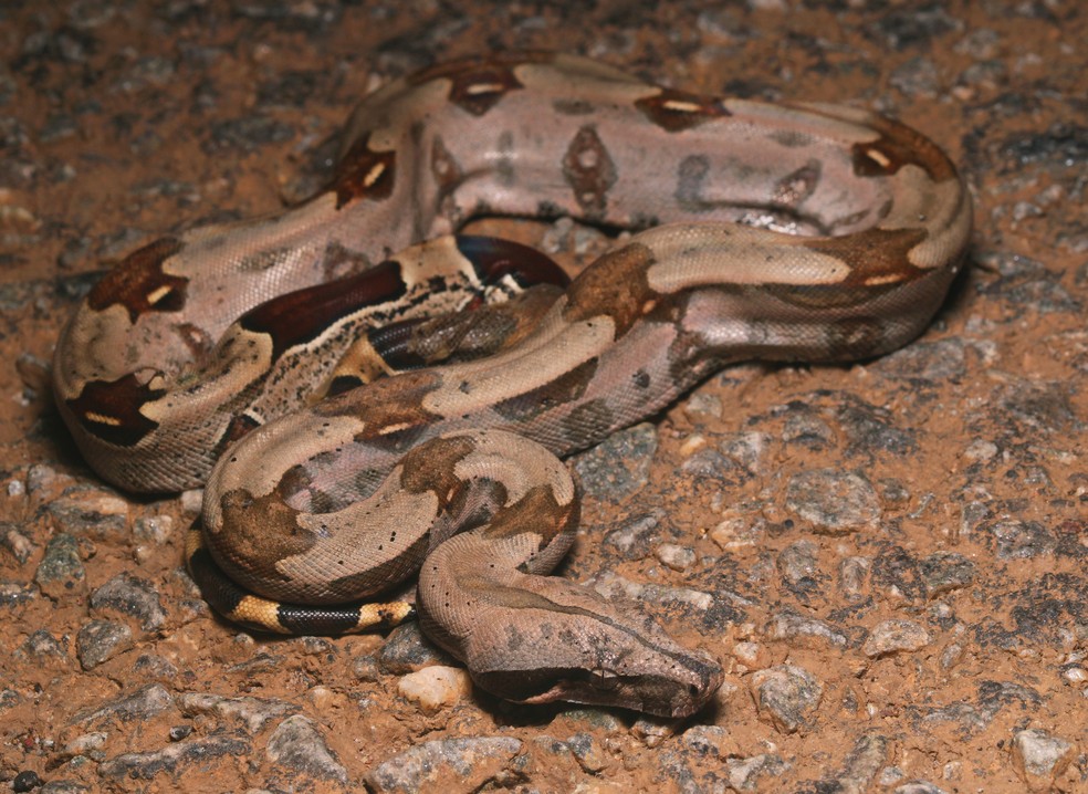 Jiboia (Boa constrictor) — Foto: arnaud_aury / iNaturalist