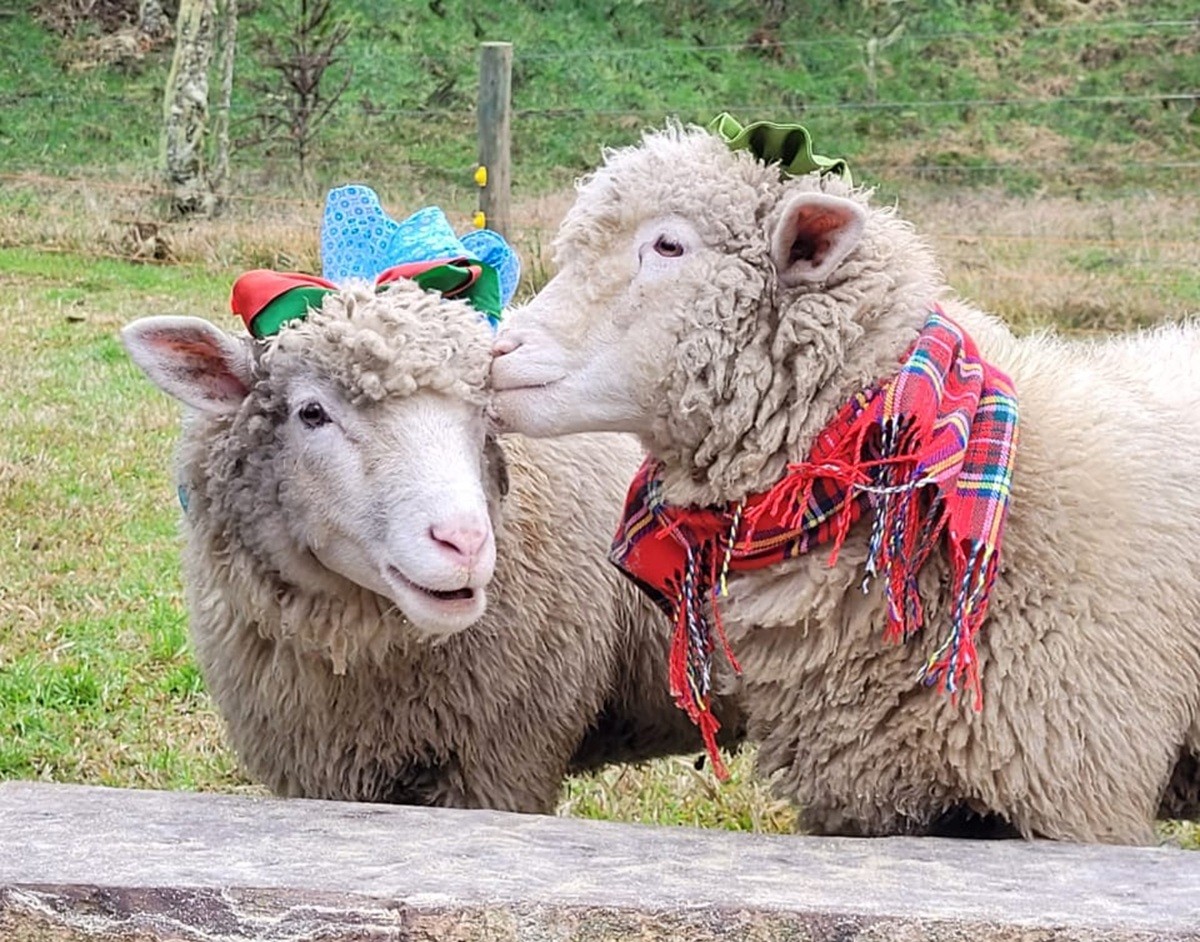 'Pacha' e 'Mama': ovelhas vivem em chalé e usam toucas e cachecóis para espantar o frio na Serra de SC