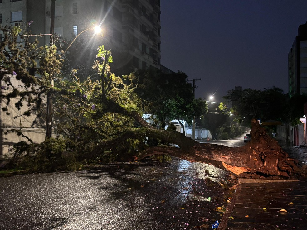 Ciclone no RS: árvore foi derrubada pela força do vento em Porto Alegre — Foto: Eduardo Paganella/RBS TV