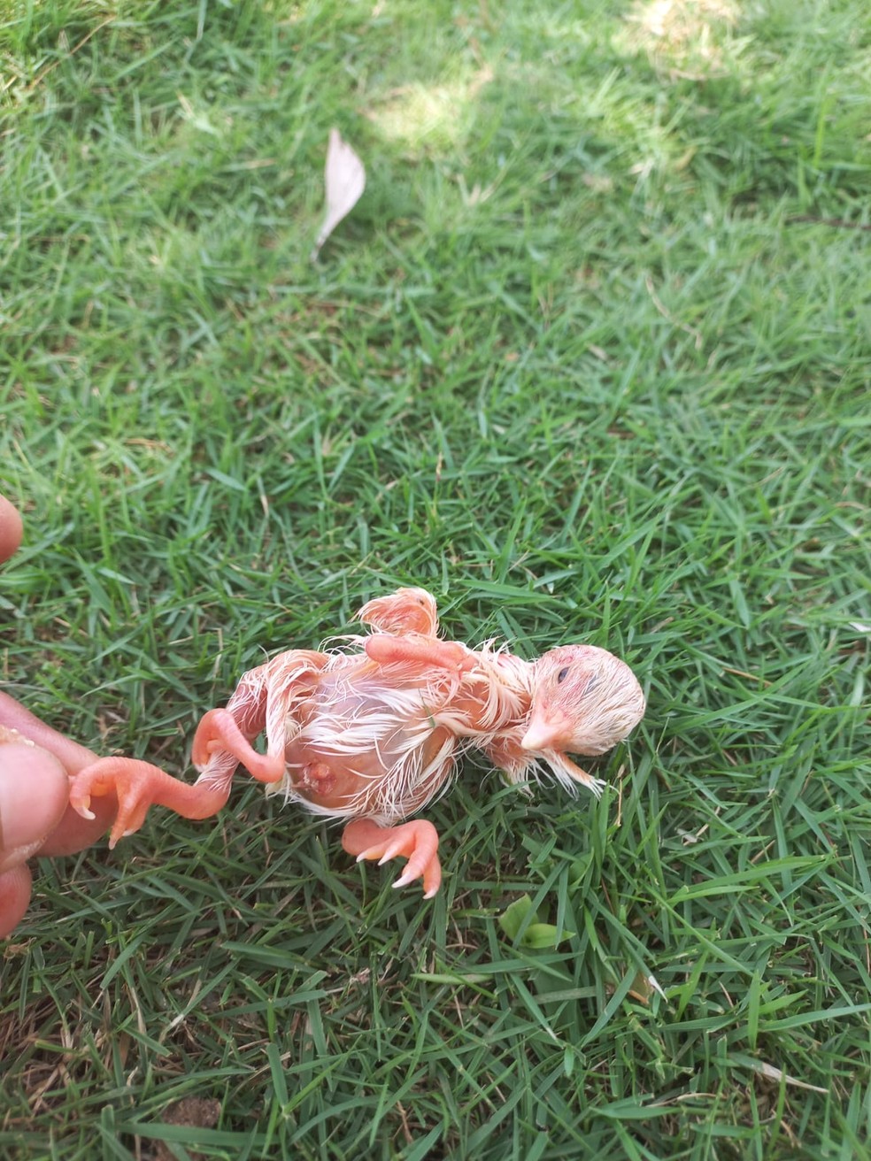 Pinto de Galinha-d'angola nasce com quatro patas — Foto: Reprodução/acervo pessoal