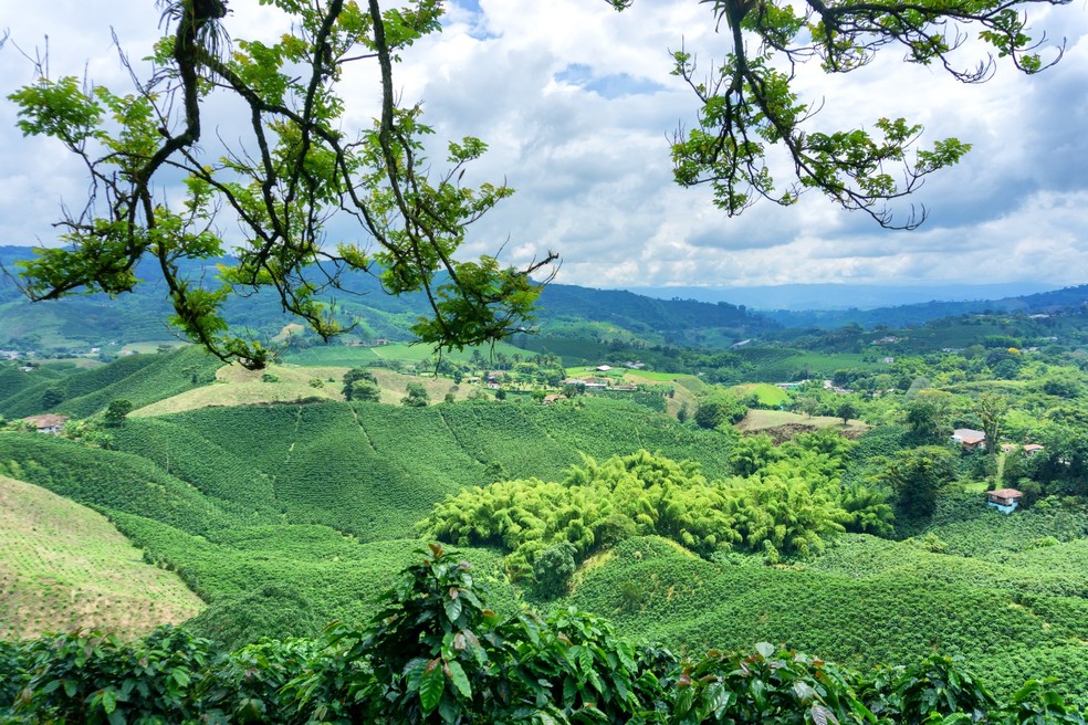 Lavoura de café no Sul de Minas — Foto: AME/Divulgação