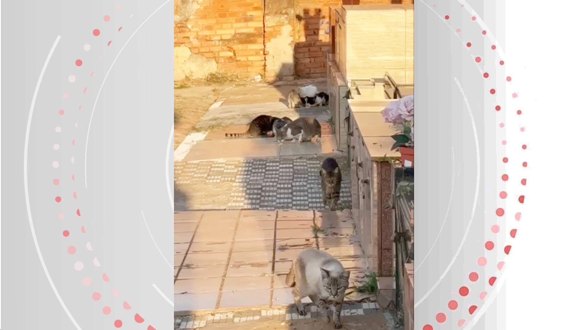 MP questiona Prefeitura de Piracicaba após denúncia de redução de ração para gatos abandonados
