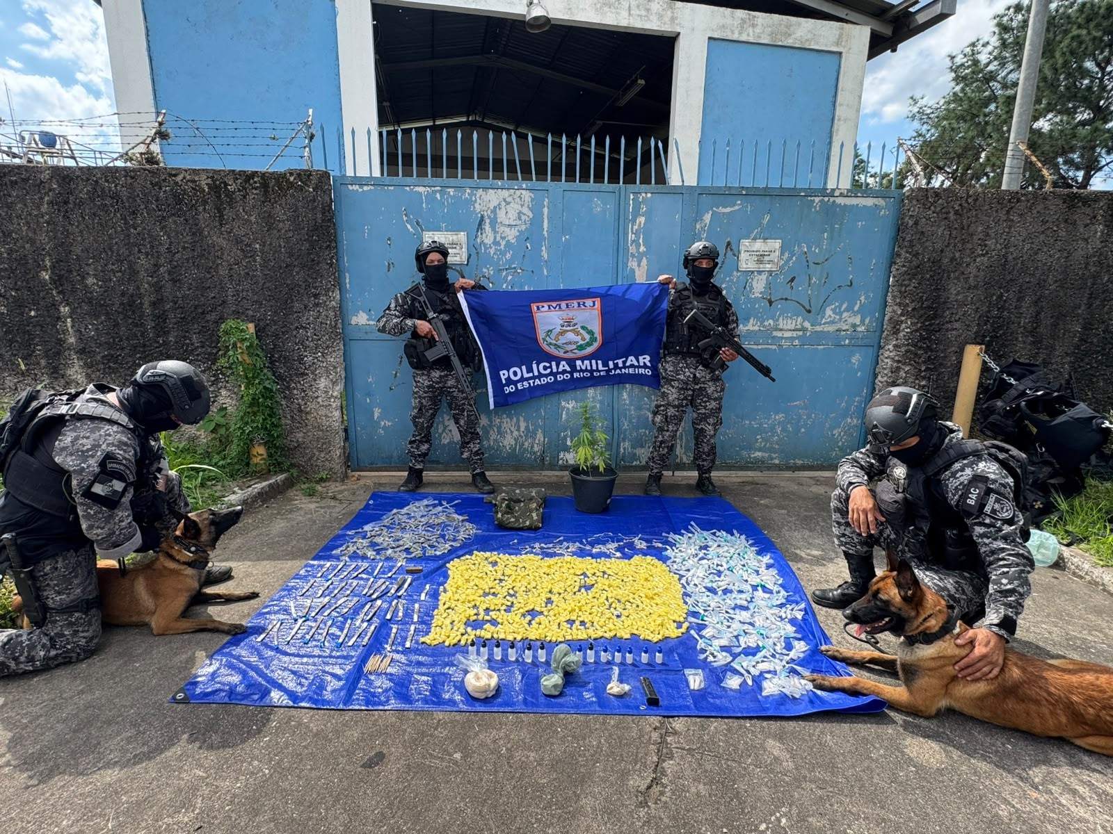 Cães farejadores do BAC encontram drogas enterradas em casa abandonada em Barra Mansa 
