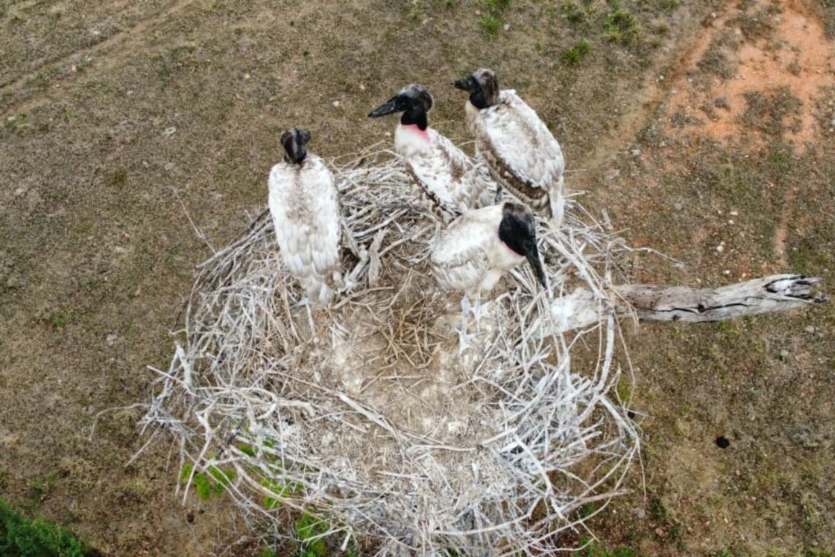 Família de tuiuiús é flagrada por drone em ninho no alto de árvore no Pantanal; veja vídeo