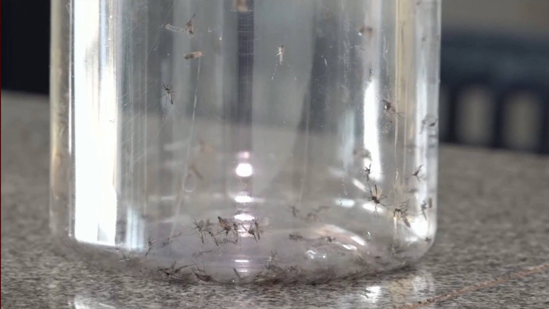 Região: Mosquitos Aedes aegypti contaminados com bactéria que combate vírus da dengue são soltos no Paraná; entenda