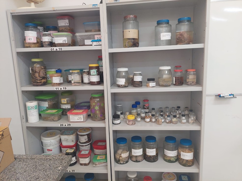 Algumas das peças usadas para estudo — Foto: Arthur Girão/ g1