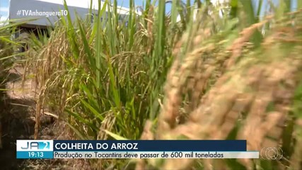Safra de arroz no Tocantins deve ultrapassar 600 mil toneladas