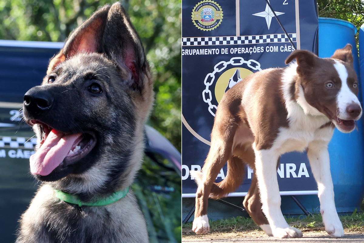 Bolt, Rocky ou Apolo? Praia Grande abre votação para nomear cães da GCM; veja como participar