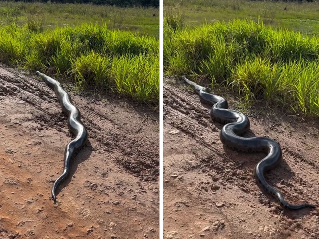 Fazendeiro flagra sucuri de cinco metros em estrada de MS: ‘Já encontrei várias’