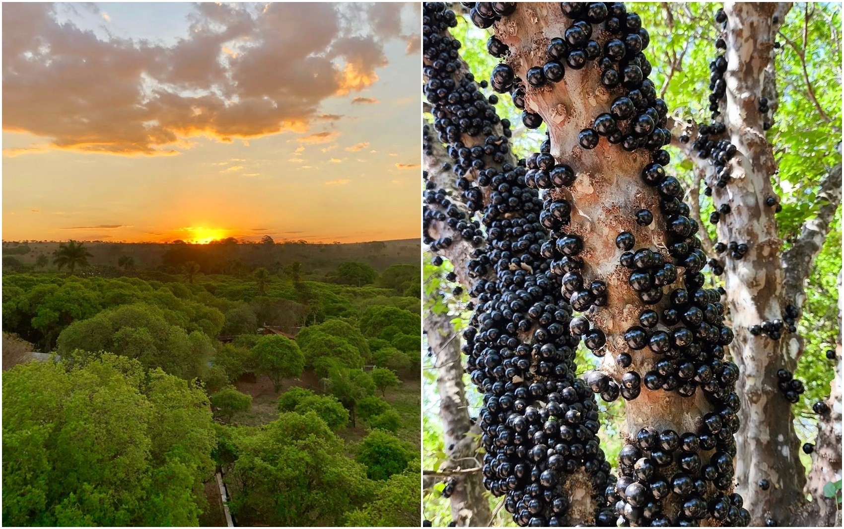 Temporada de visitação à fazenda com mais pés de jabuticabas do Brasil começa nesta sábado; saiba como ir 