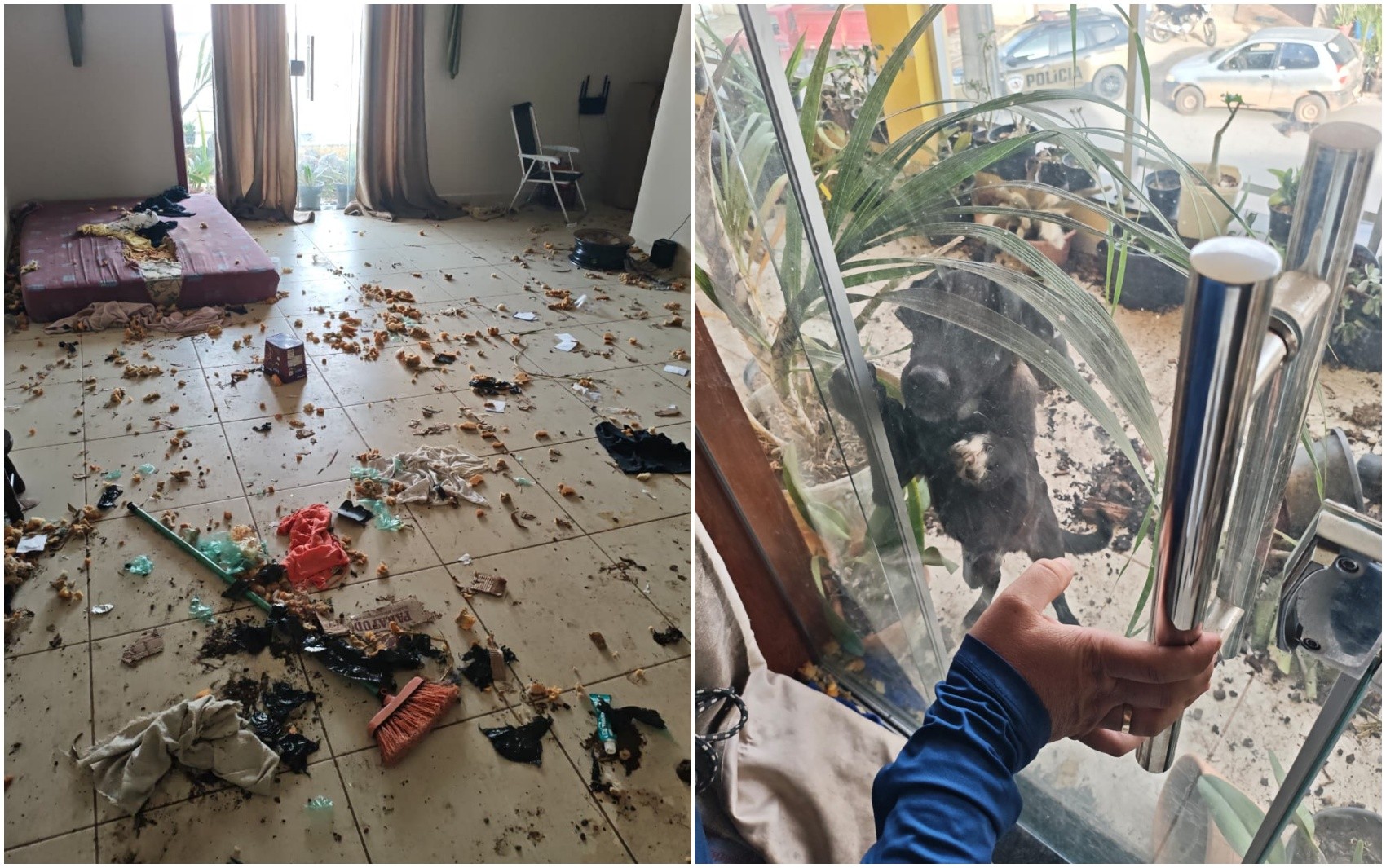 Operação policial resgata dois cães abandonados sem água e comida em distrito de Aguanil, MG