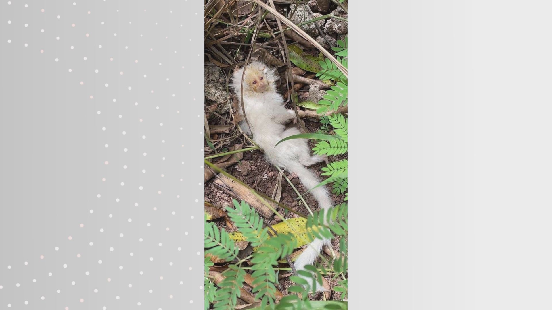 Filhote raro de sagui albino é resgatado no interior de SP