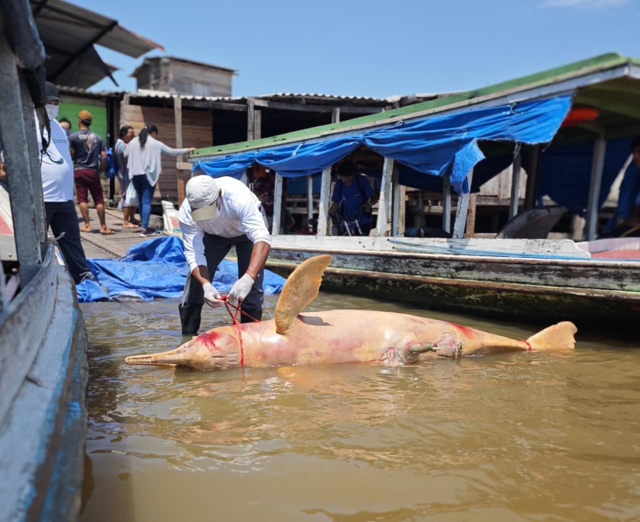 Boto-rosa é encontrado morto em estado de decomposição no porto de Santana, no Amapá