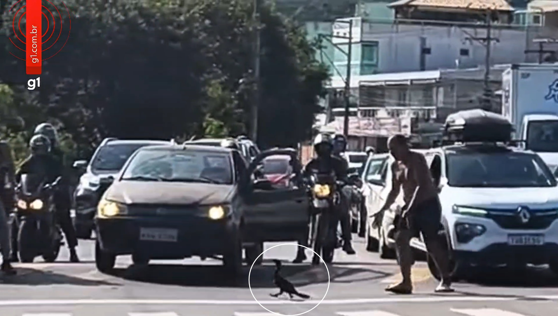 Biguá atravessa na faixa, sensibiliza motoristas e para avenida de Cabo Frio: 'Cena mais bonita do dia'; vídeo