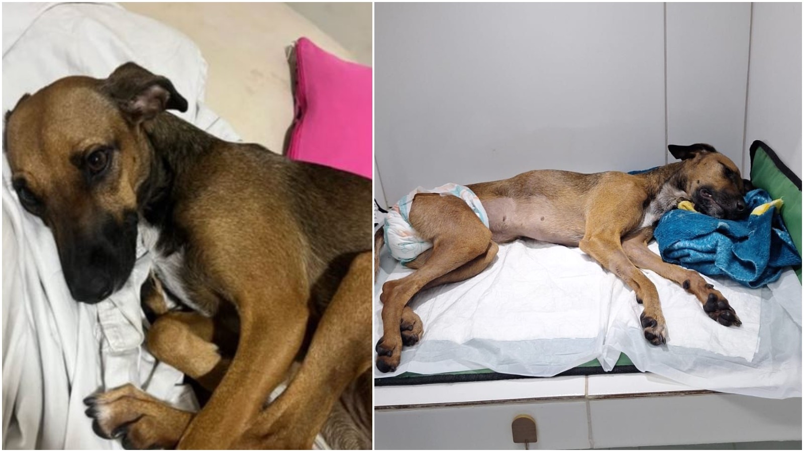 Cadela morre após ser agredida dentro de apartamento, em condomínio na Grande Fortaleza