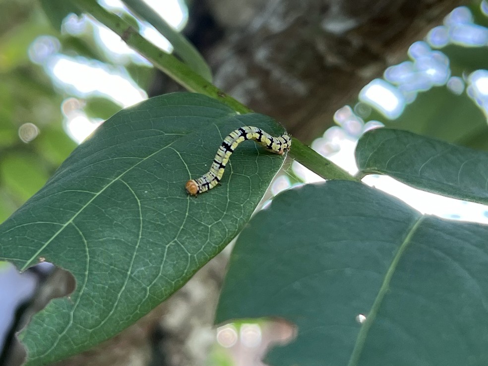 Espécie de curuquerê-dos-capinzais (Mocis latipes), lagarta que está infestando os pastos em Roraima — Foto: Caíque Rodrigues/g1 RR