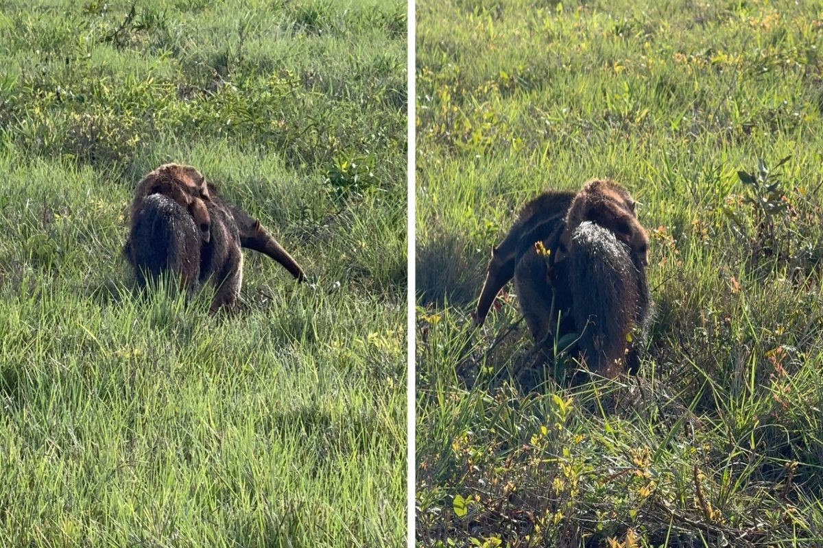 Fotógrafo flagra cena rara de tamanduá com filhote nas costas em Campo Grande