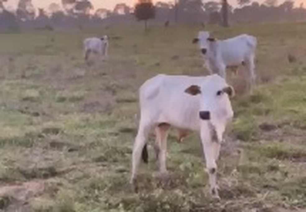 G1 - 'Filho de seringueiro hoje já nasce querendo criar gado', diz  extrativista - notícias em Acre