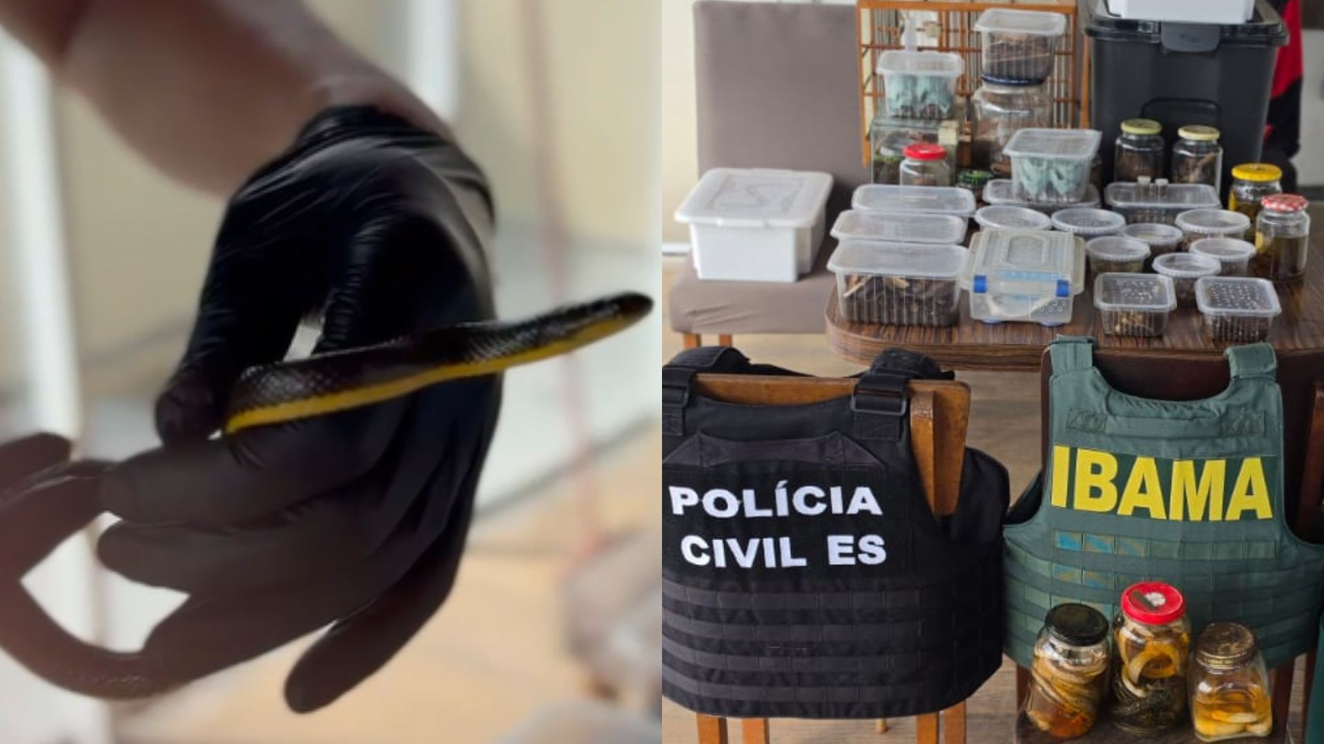 Cobras, escorpiões, sapos, aranhas e caramujos são resgatados em casa de auxiliar de dedetização, em Vila Velha