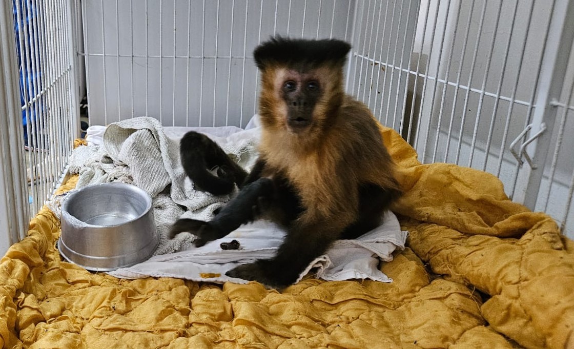 Macaca com diabetes não voltará à natureza em MG; caso é raro, diz veterinário 