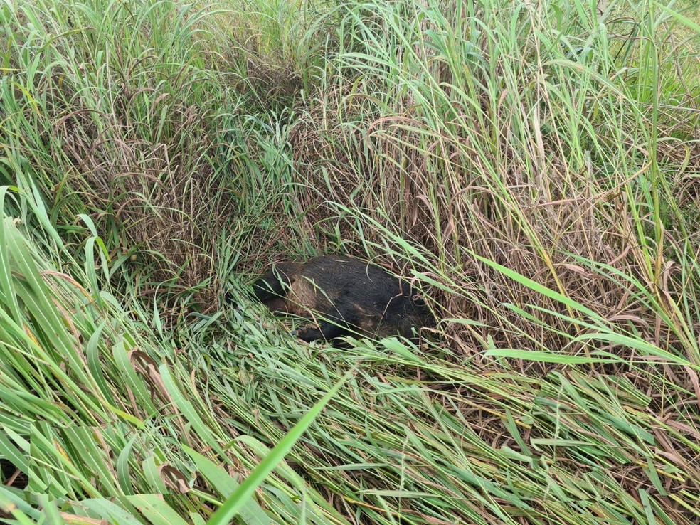 Animal entrou na pista e foi atropelado por uma ambulância — Foto: Polícia Militar Rodoviária/Divulgação