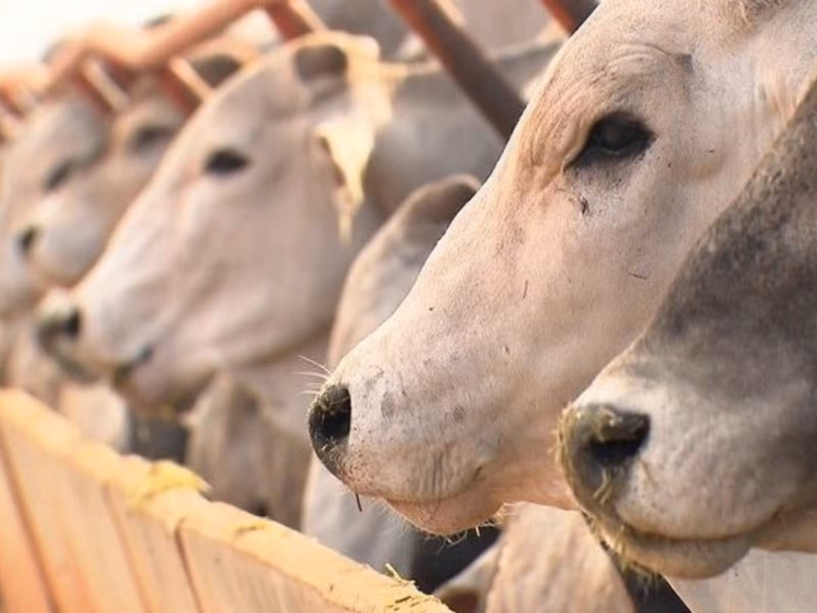 Com 600 mil cabeças de gado, abate de bovinos tem alta de 14% em 2025 no Acre, aponta IBGE