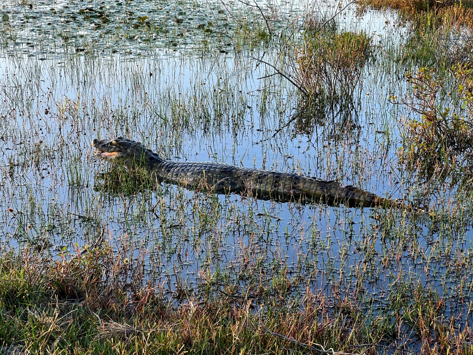 Jacarés começam a ser retirados de lago em Maracajaú